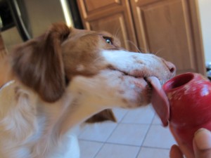 犬も大好きなピーナツバター